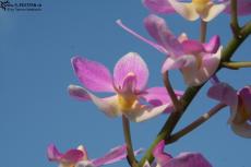 Orchid closeup 1
